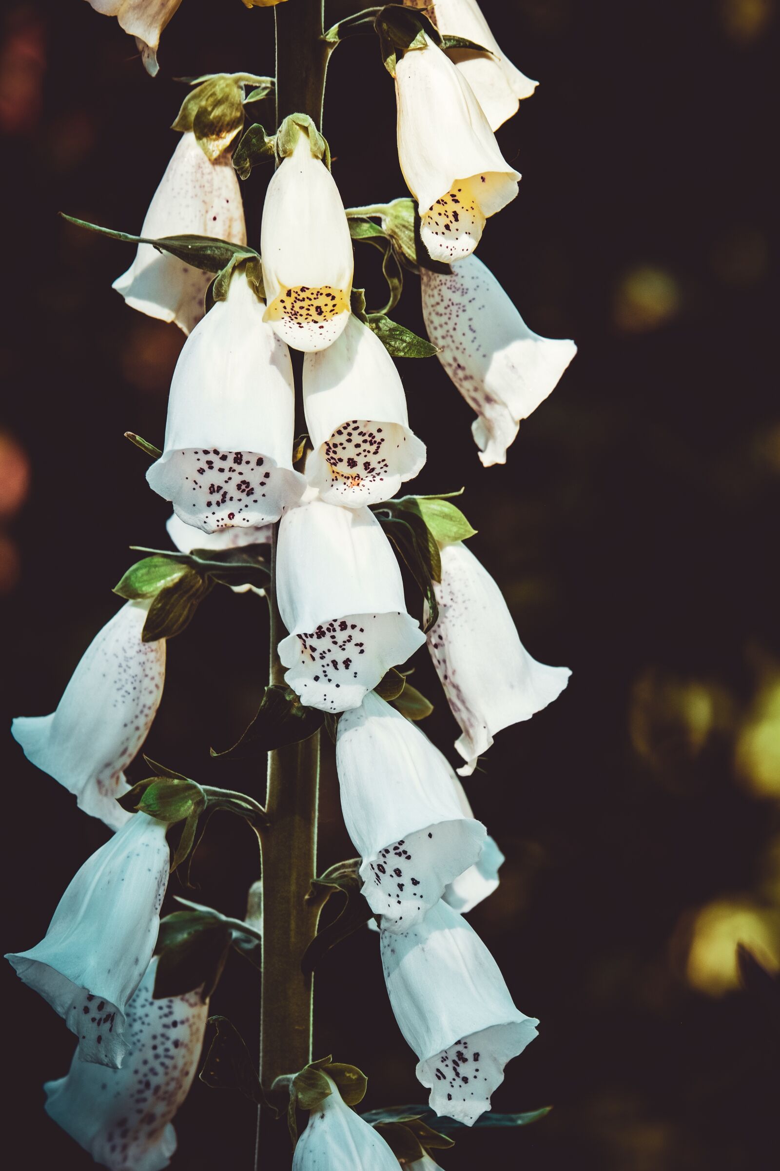 Fujifilm XF 55-200mm F3.5-4.8 R LM OIS sample photo. Thimble, flower, blossom photography