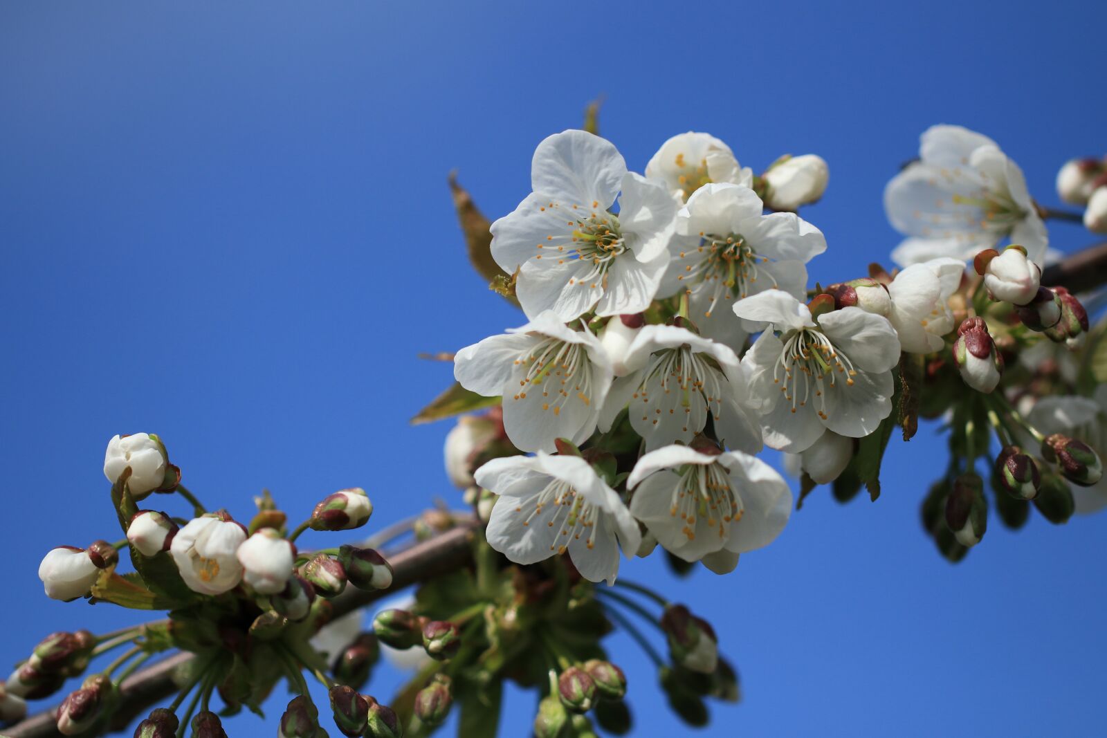 Canon EF 100mm F2.8L Macro IS USM sample photo. Cherry blossom, cherry tree photography