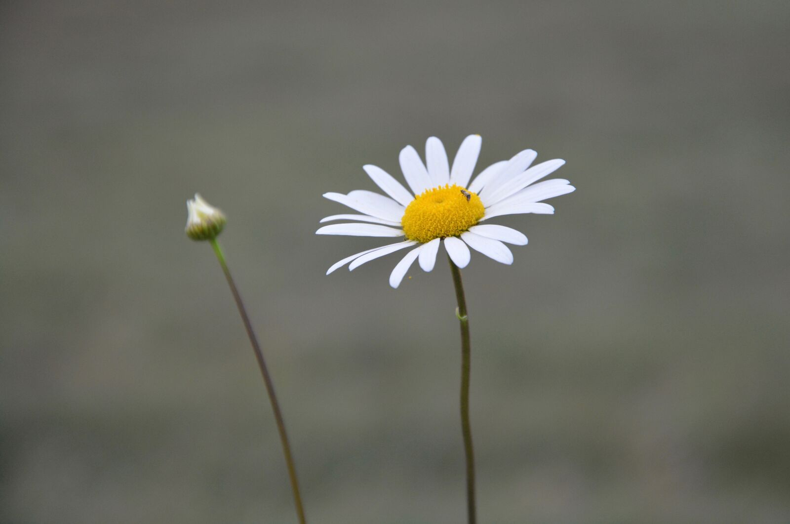 Nikon D5200 sample photo. Flower, marguerite, flower bud photography