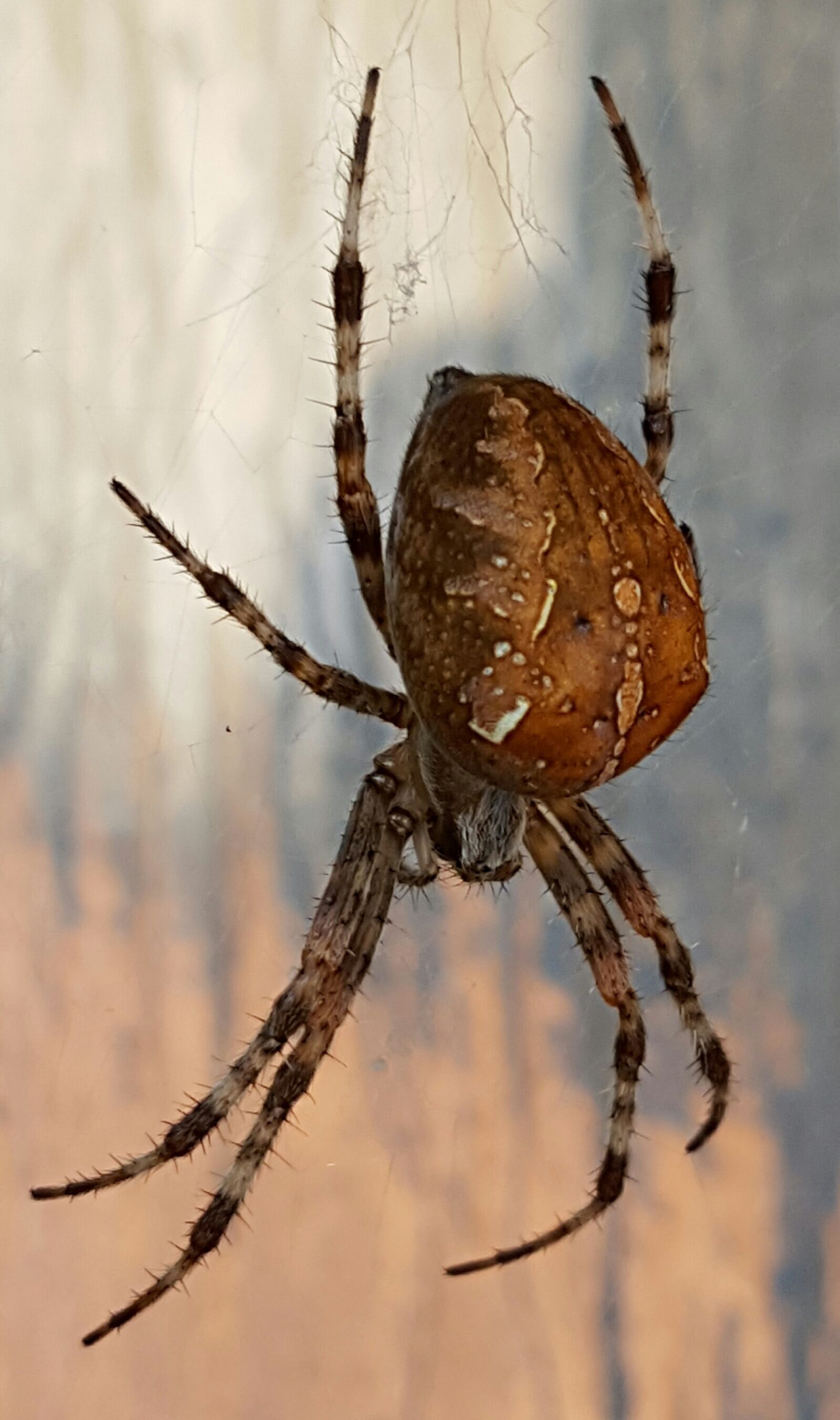 Samsung Galaxy S6 sample photo. Spider, animal world, close photography