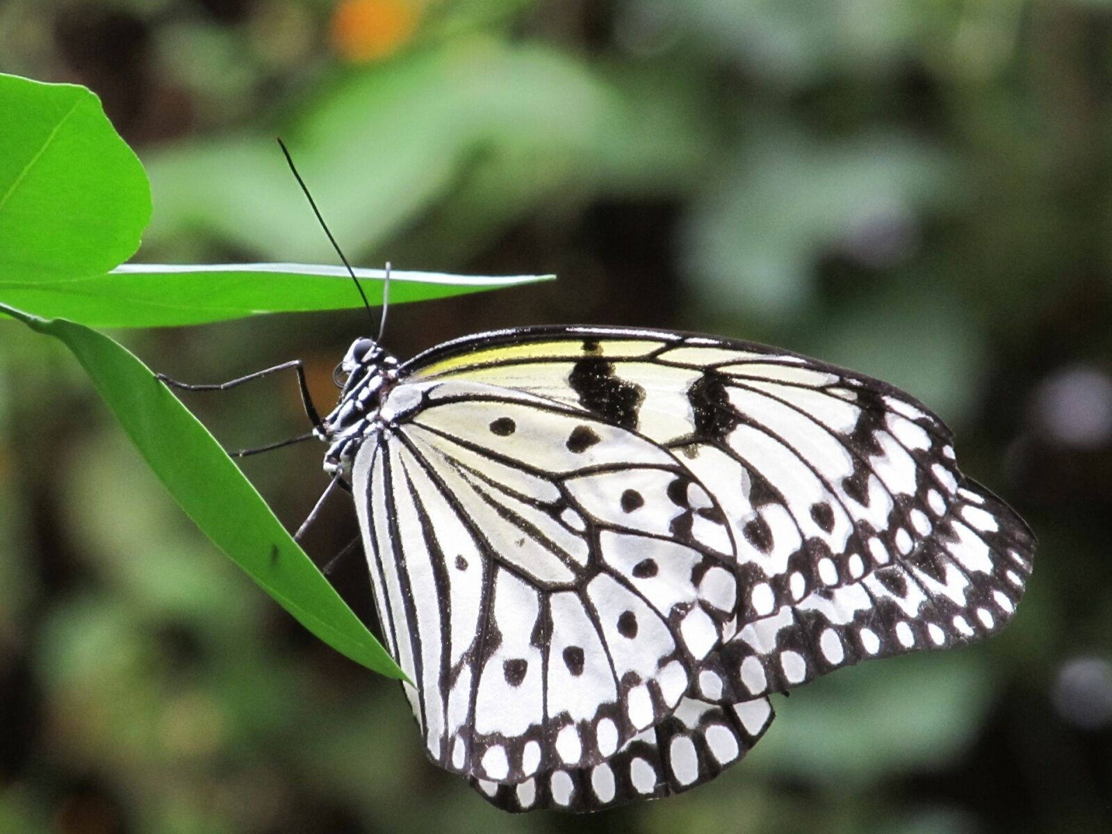 Canon PowerShot SX130 IS sample photo. Butterfly, paper kite, macro photography