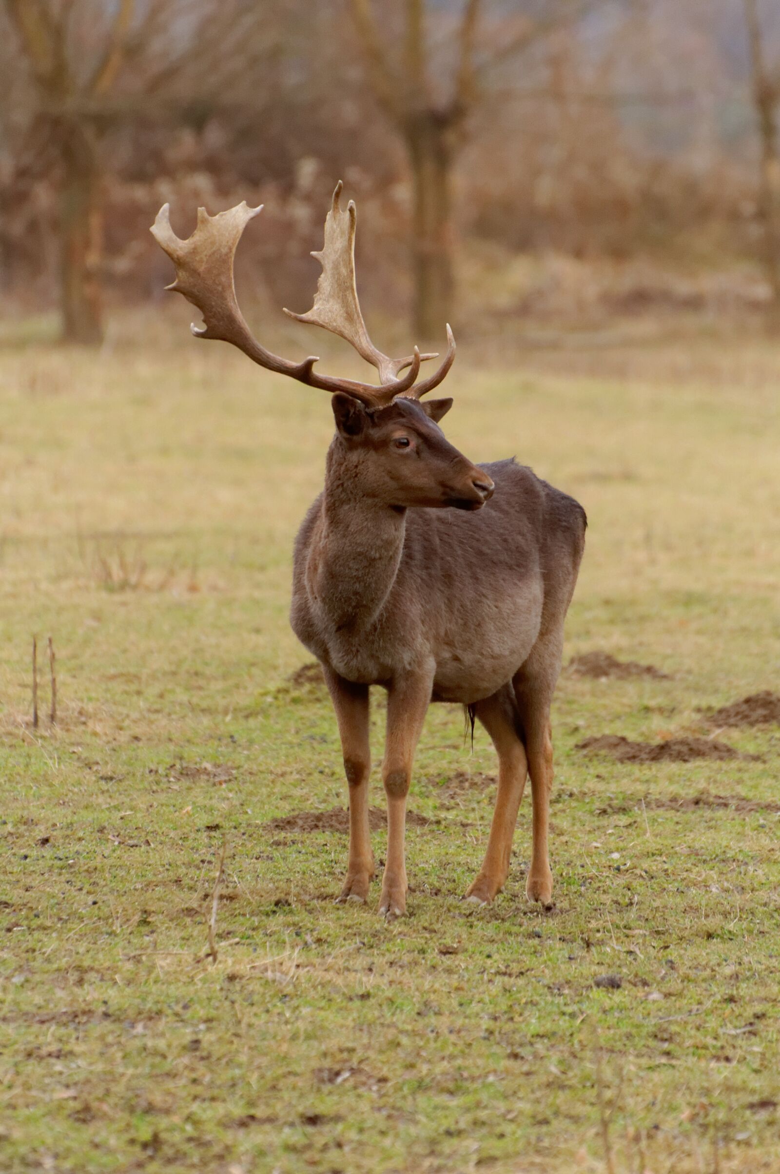 Nikon D90 sample photo. Cervidae, cuckold, animal photography