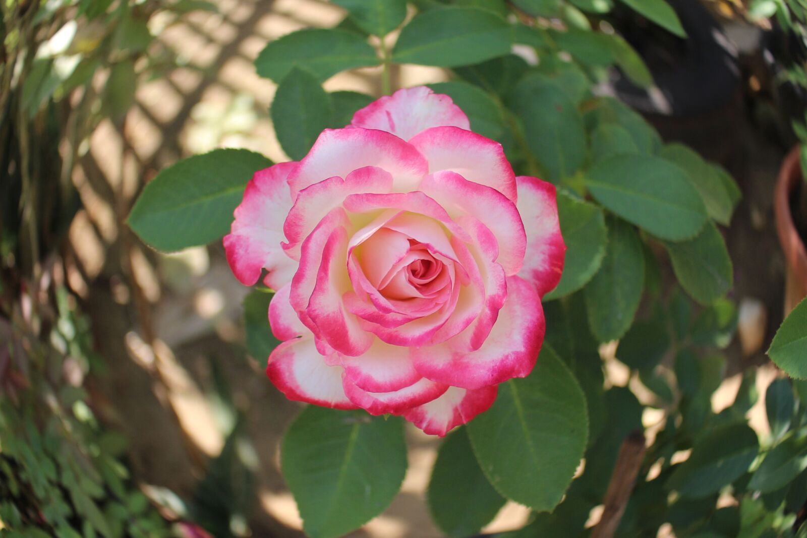 Canon EOS 700D (EOS Rebel T5i / EOS Kiss X7i) sample photo. Flowers, rose, blossom photography