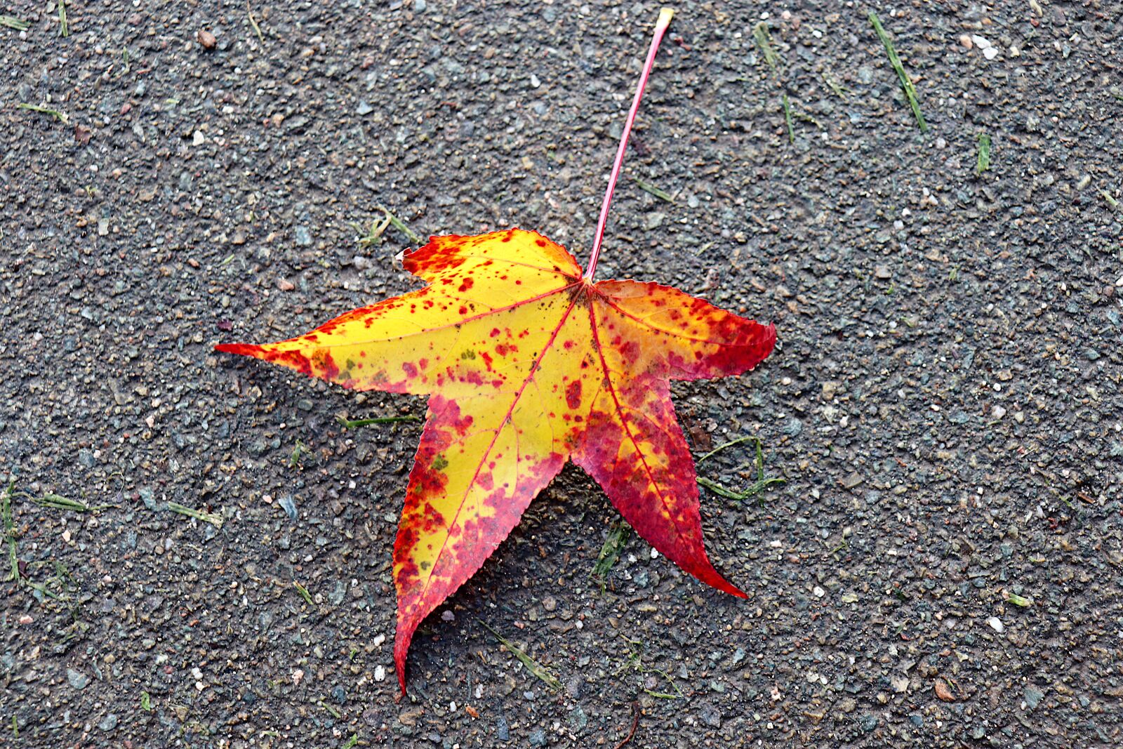 Canon EOS 800D (EOS Rebel T7i / EOS Kiss X9i) sample photo. Autumn leaves, fall colors photography