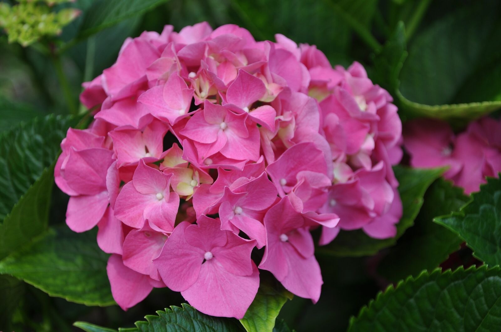 Nikon D90 sample photo. Hydrangea, flower, pink photography