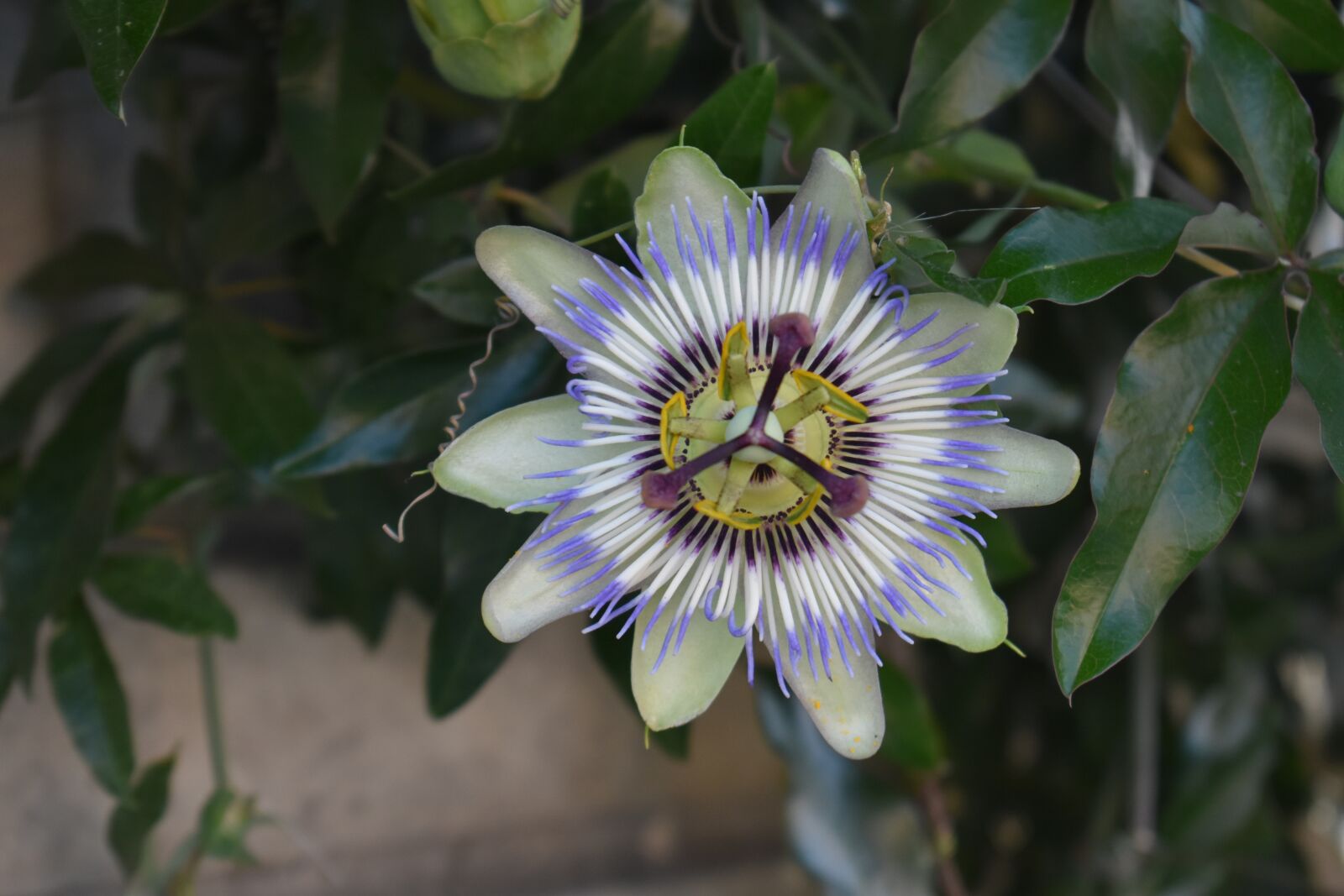 Nikon D3400 sample photo. Flower, south, unusual photography