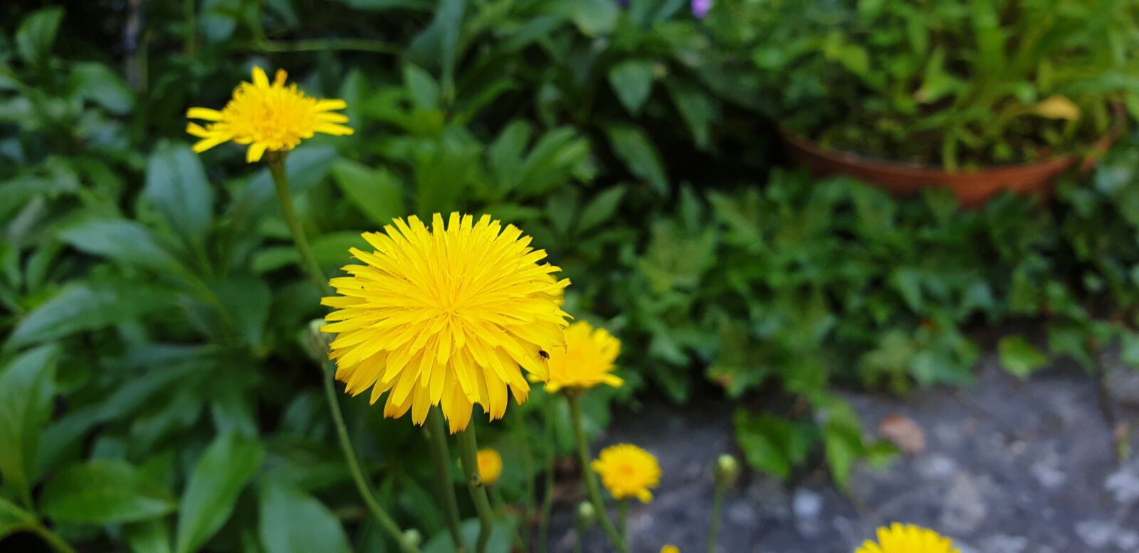 Samsung Galaxy S9 sample photo. Meadow, yellow, flower photography