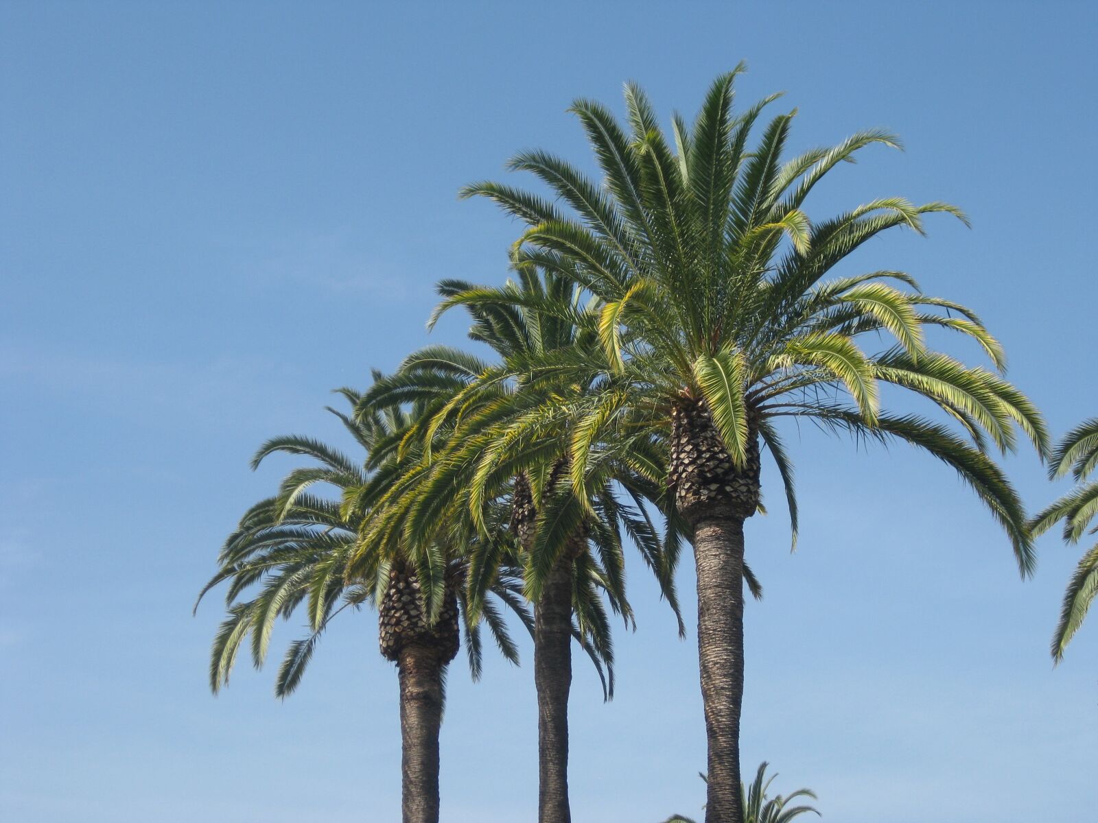 Canon PowerShot SD1100 IS (Digital IXUS 80 IS / IXY Digital 20 IS) sample photo. Palm trees, los angeles photography