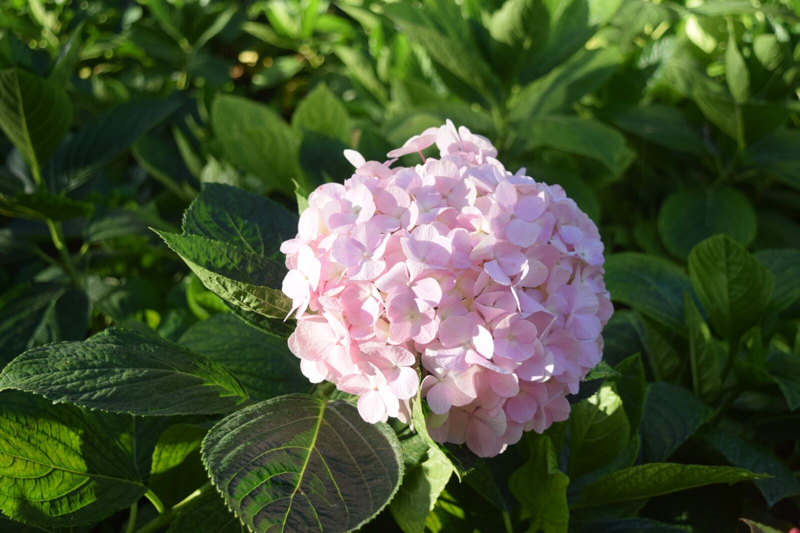 Nikon D3300 sample photo. Flower, soccer, natural photography