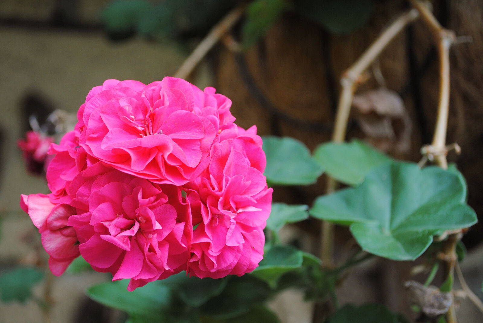 Nikon D3000 sample photo. Beautiful, beautiful, flowers, flower photography