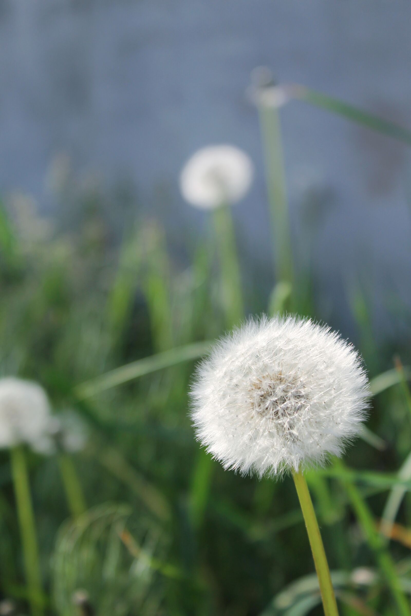 Canon EOS 1100D (EOS Rebel T3 / EOS Kiss X50) sample photo. Grass, nature, plant photography