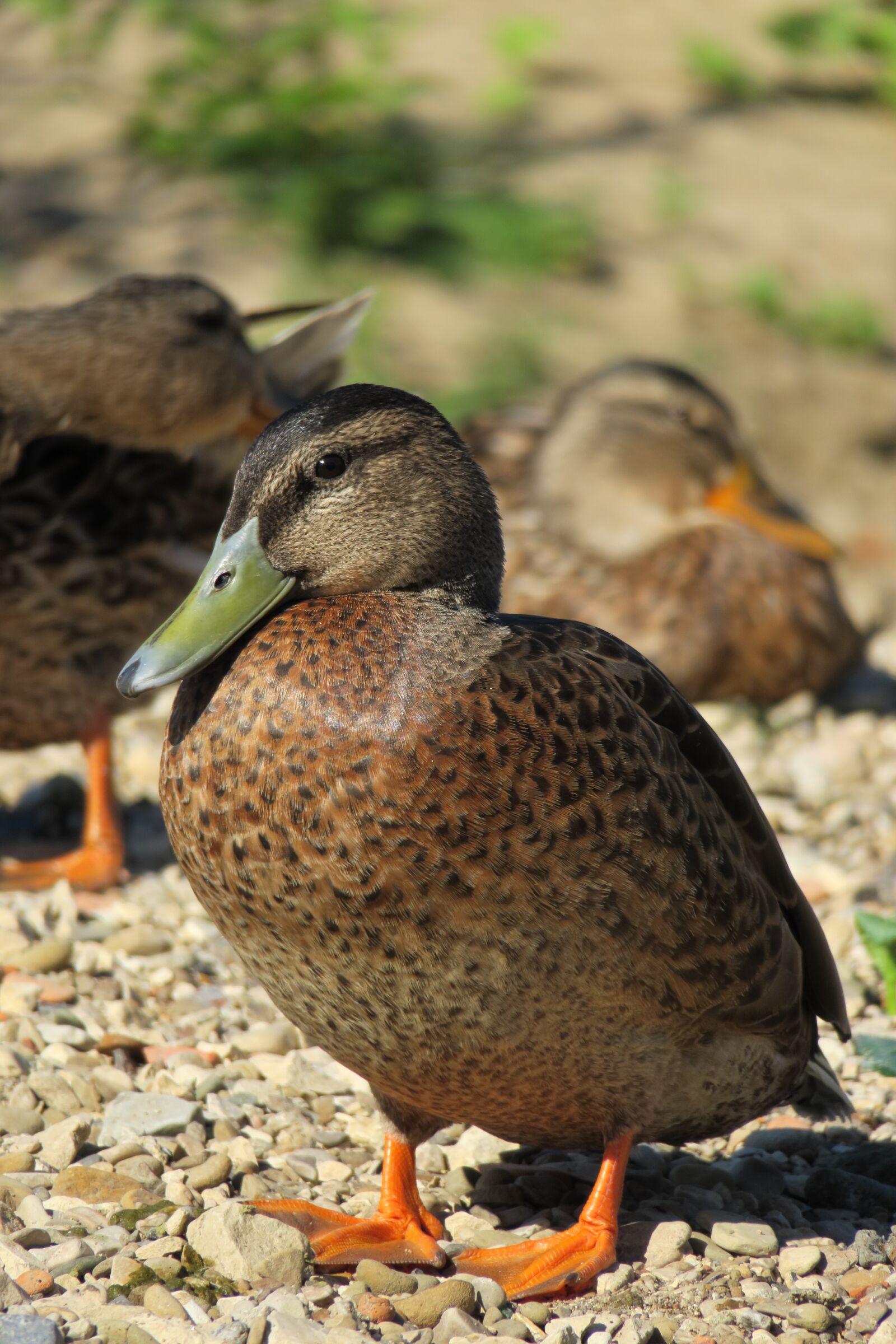 Canon PowerShot G3 X sample photo. Duck, bill, bird photography
