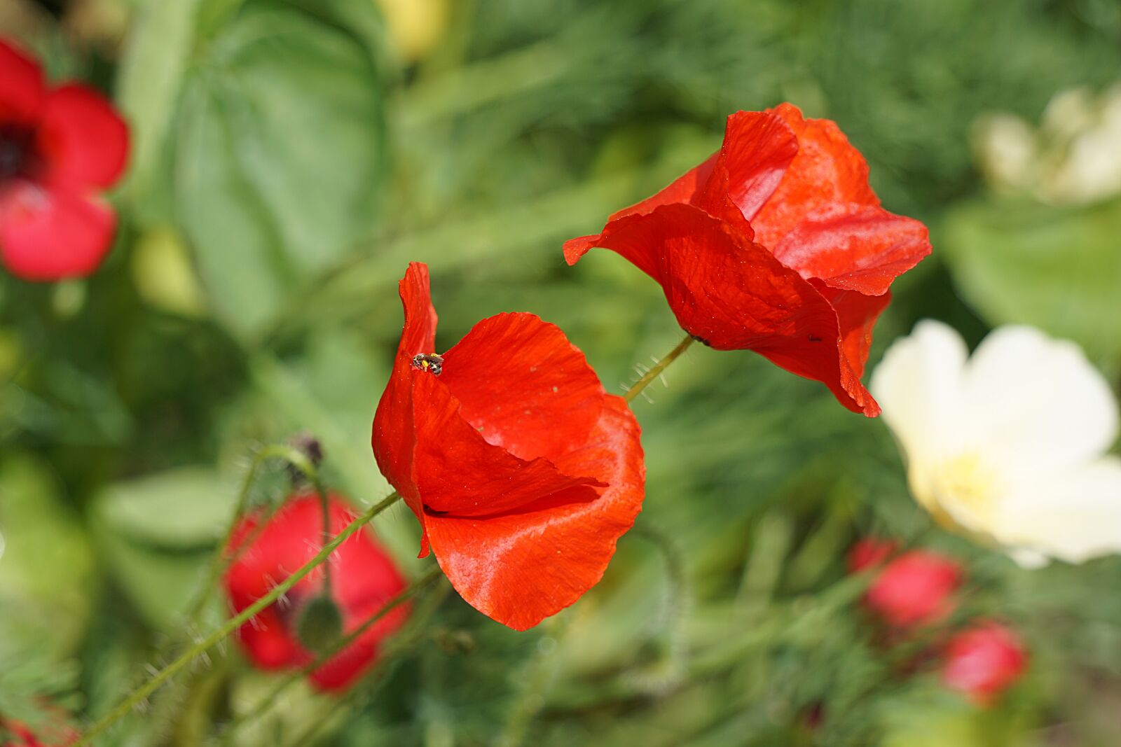 Sony a6000 sample photo. Poppies, flowers, flora photography