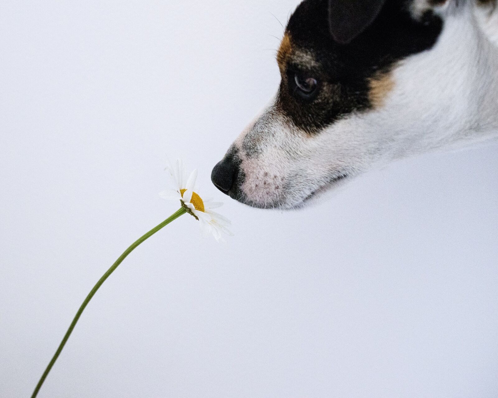 Nikon D5600 sample photo. Jack russel, dog, flower photography