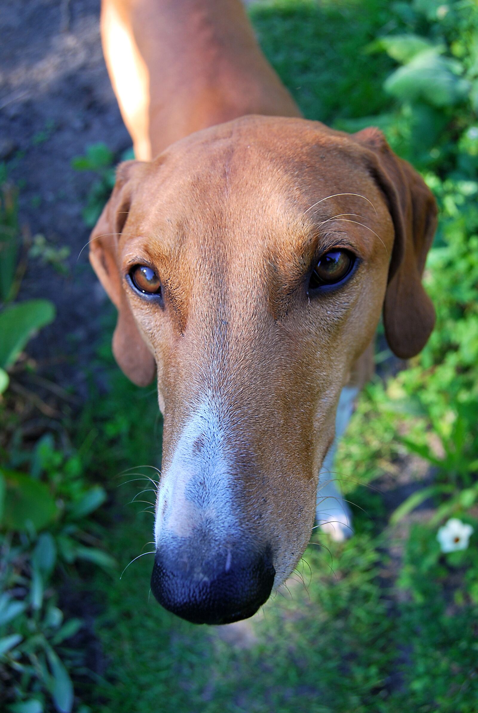 Nikon D60 sample photo. Dog, pet, garden photography