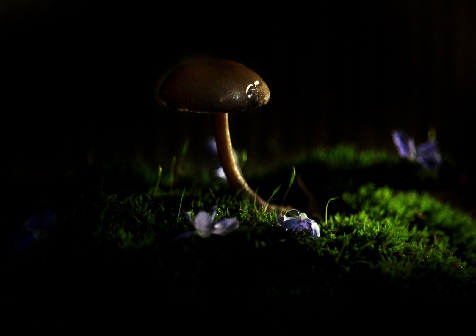 Canon EOS 1200D (EOS Rebel T5 / EOS Kiss X70 / EOS Hi) + Canon EF-S 55-250mm F4-5.6 IS STM sample photo. Mushroom, picture, evening photography