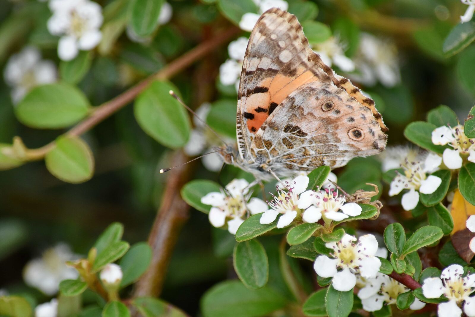 Nikon D5500 sample photo. Flower, plant, nature, butterfly photography