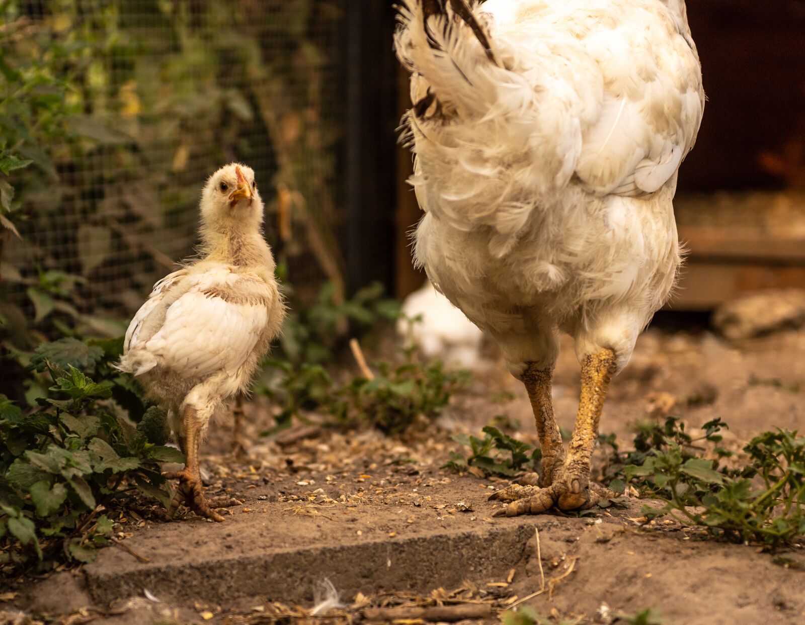 Nikon D750 sample photo. Chickens, chicks, young photography