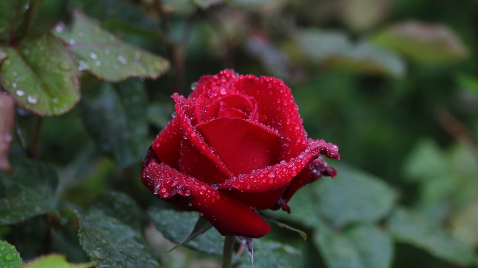 Canon EF-S 55-250mm F4-5.6 IS STM sample photo. Rose, rose park, park photography