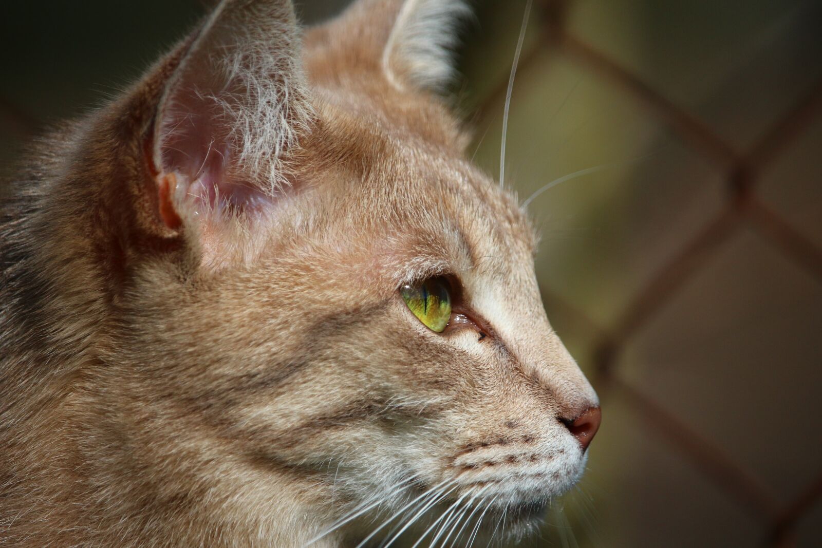 Canon EOS 100D (EOS Rebel SL1 / EOS Kiss X7) sample photo. Cat, mieze, kitten photography