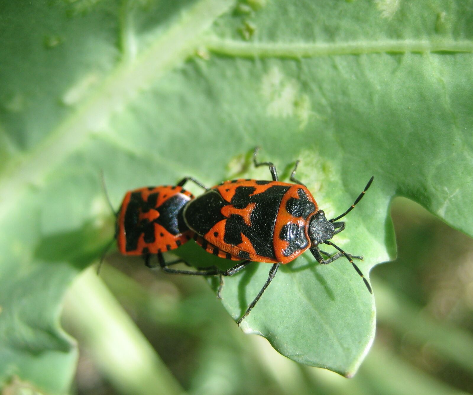 Canon DIGITAL IXUS 70 sample photo. Insect, beetle, bug photography