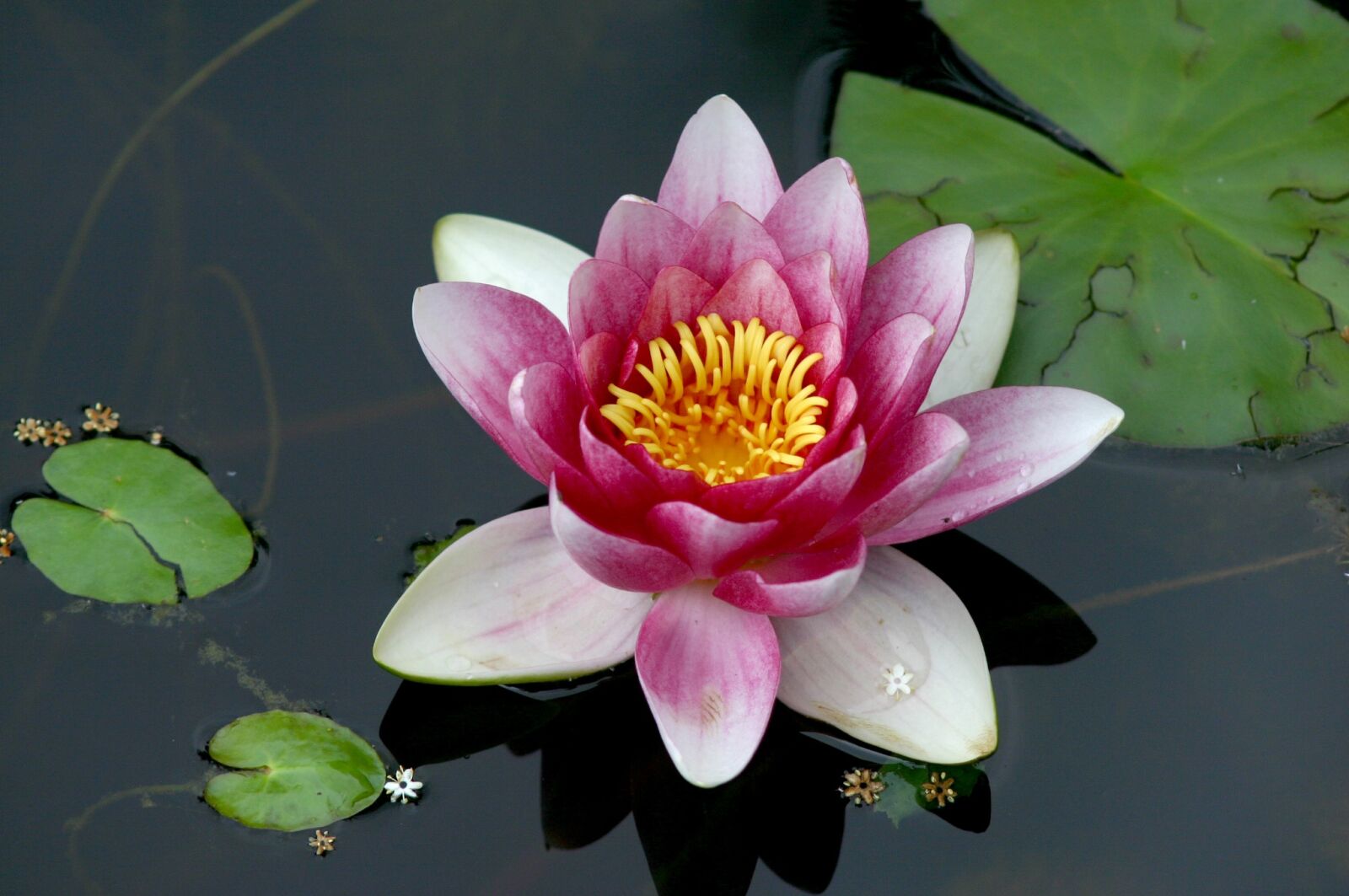 Canon EOS 300D (EOS Digital Rebel / EOS Kiss Digital) sample photo. Water lily, water, aquatic photography