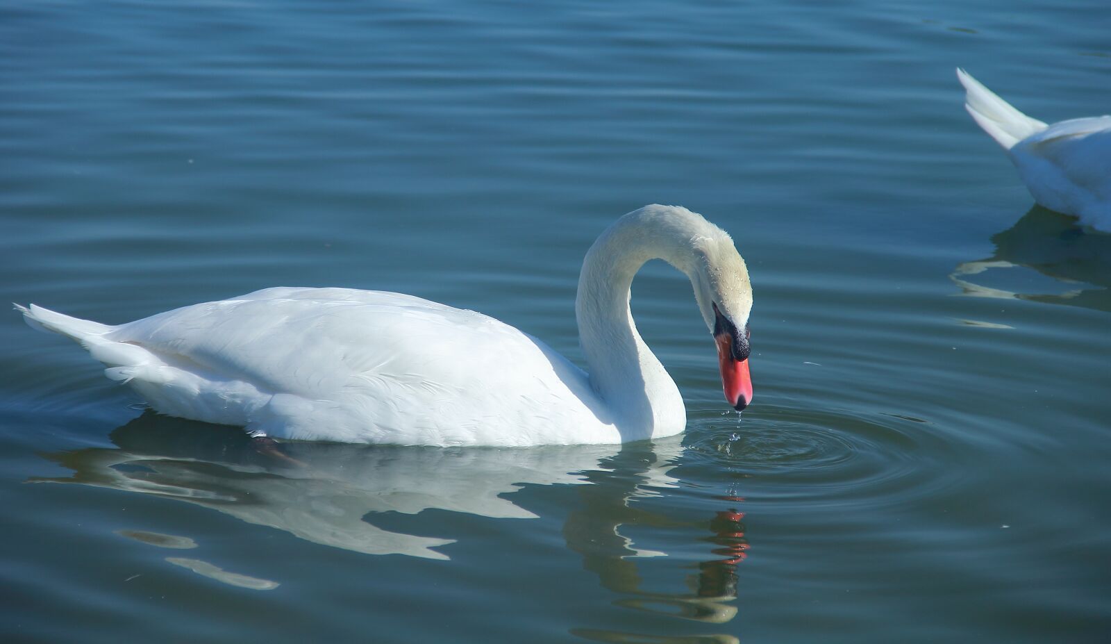 Canon EOS 60D sample photo. Water, bird, nature photography