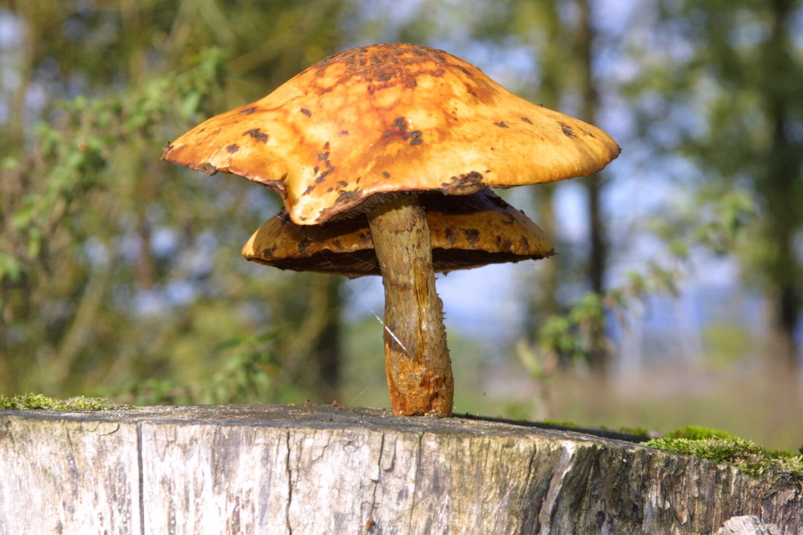 Canon EOS D30 sample photo. Mushroom, mushrooms, forest mushrooms photography