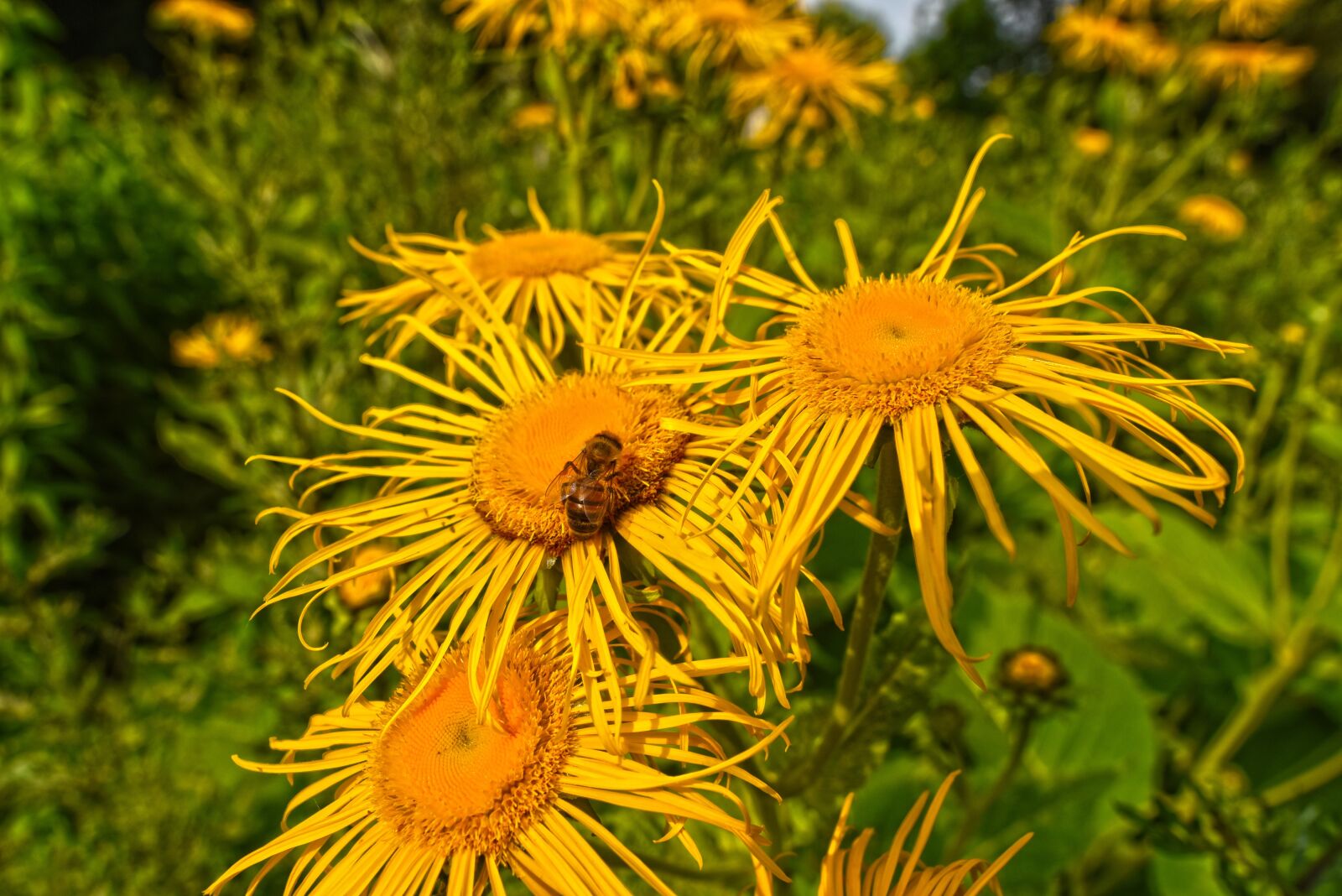 Nikon D750 sample photo. Telekia, ox-eye, flower photography