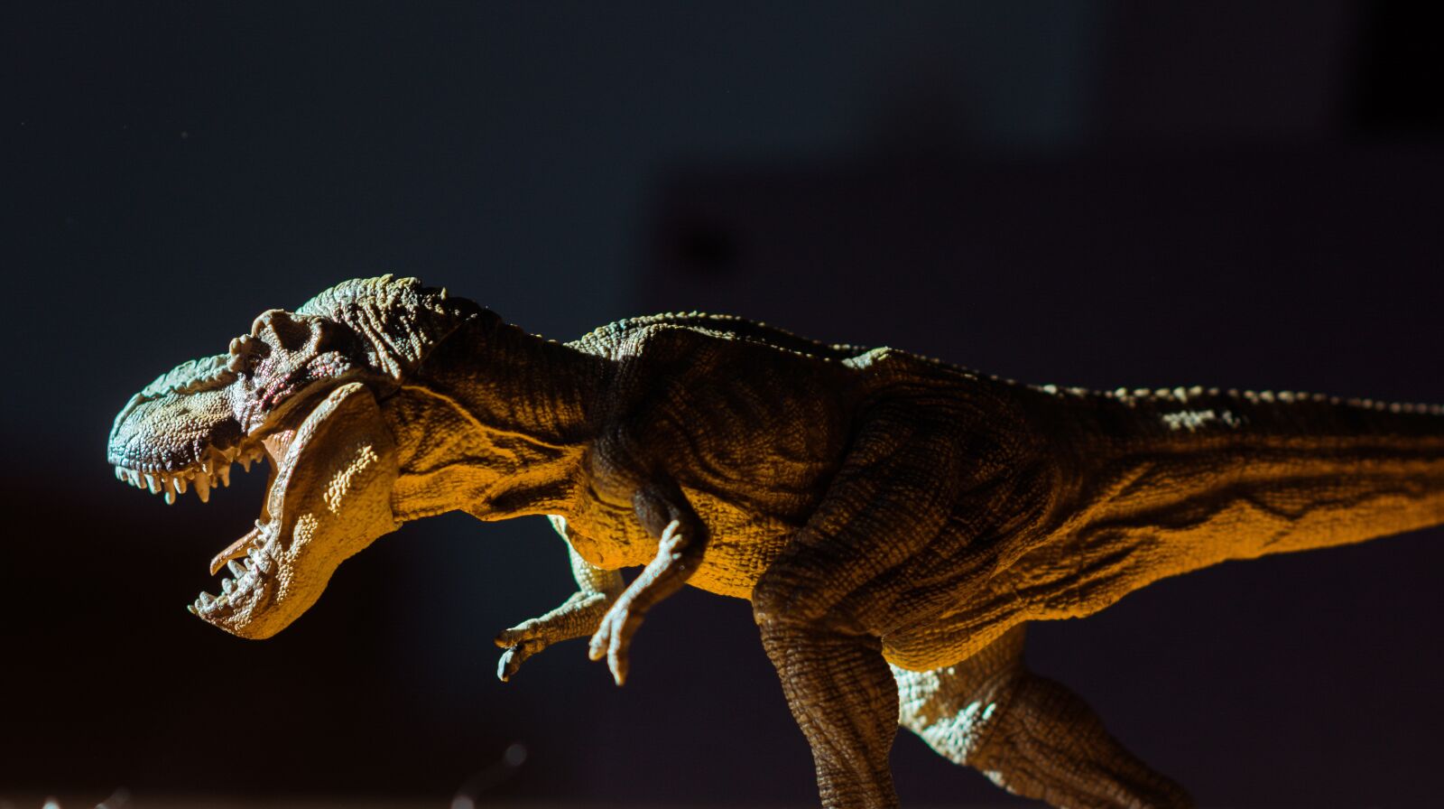 Nikon D5200 sample photo. Toy, animal, cute photography