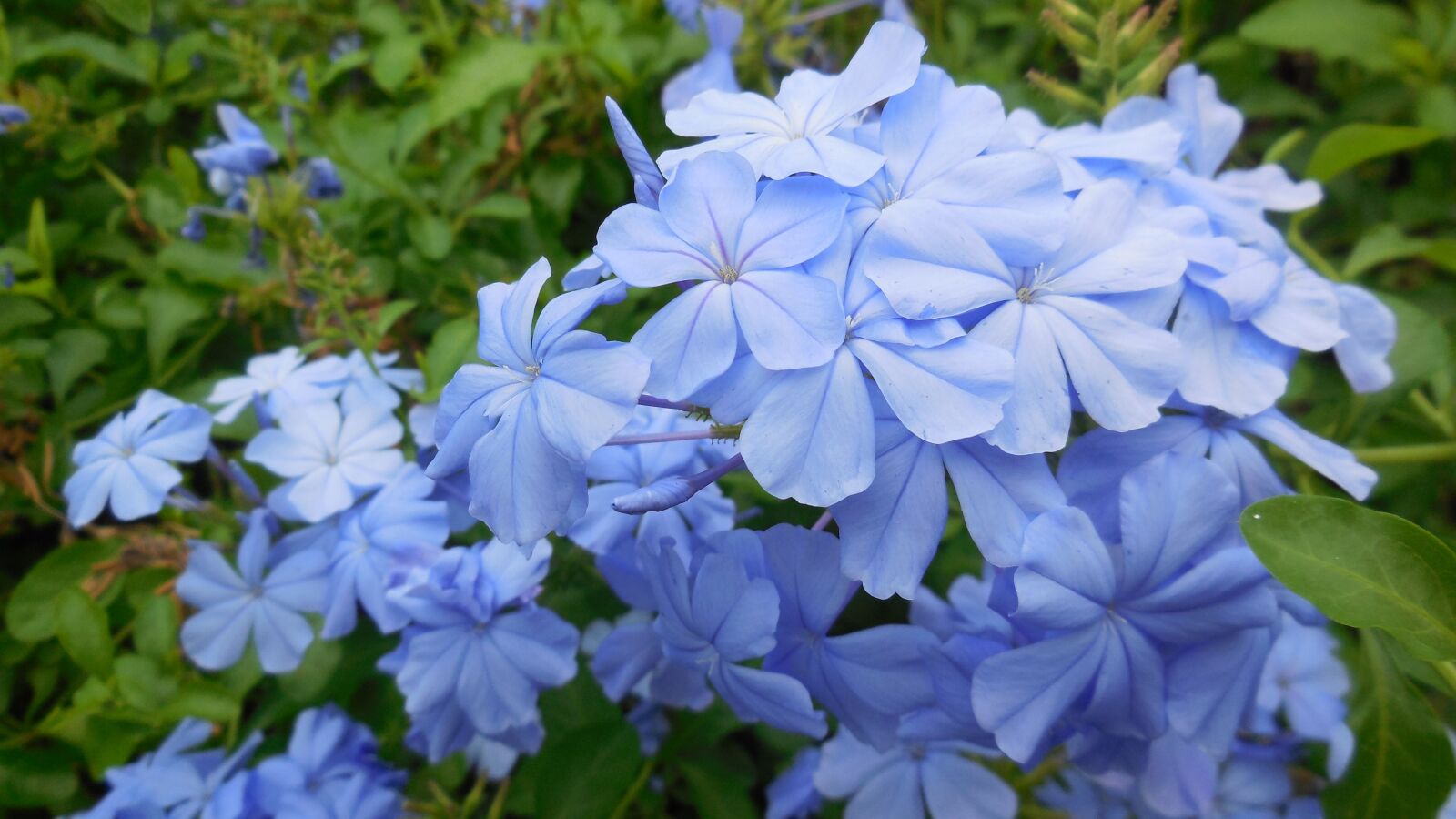 Nikon Coolpix S6400 sample photo. Leadwort, flower, blue photography