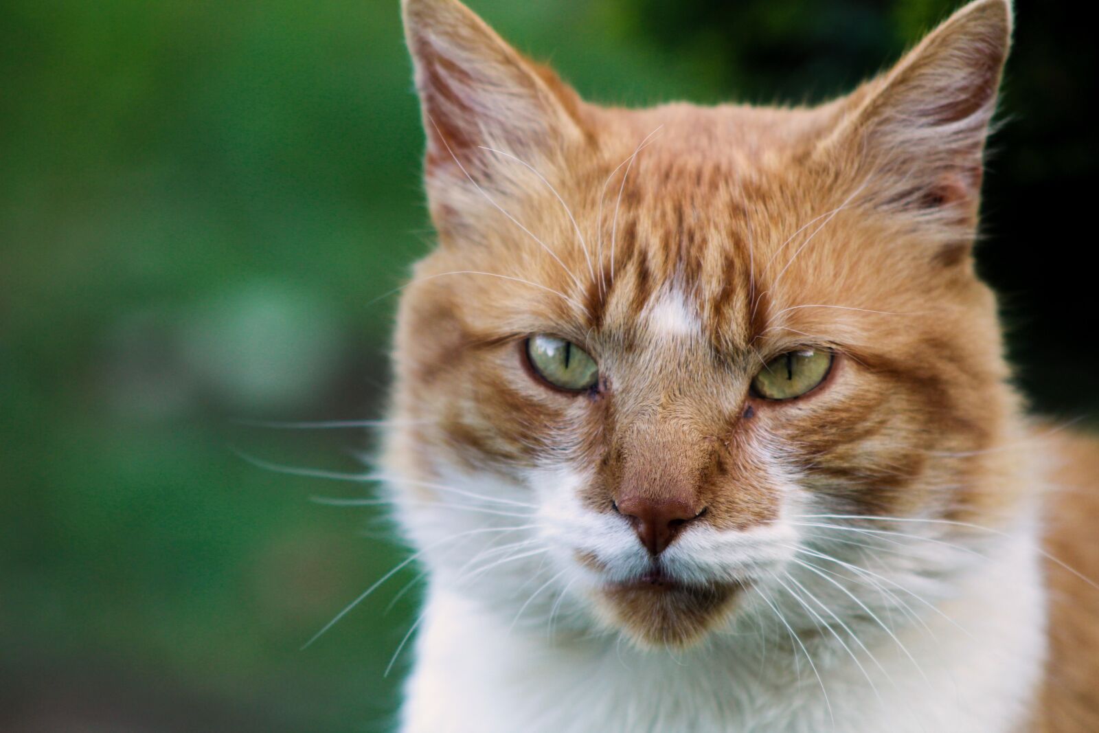 Canon EOS 1300D (EOS Rebel T6 / EOS Kiss X80) sample photo. Cat, feline, animals photography