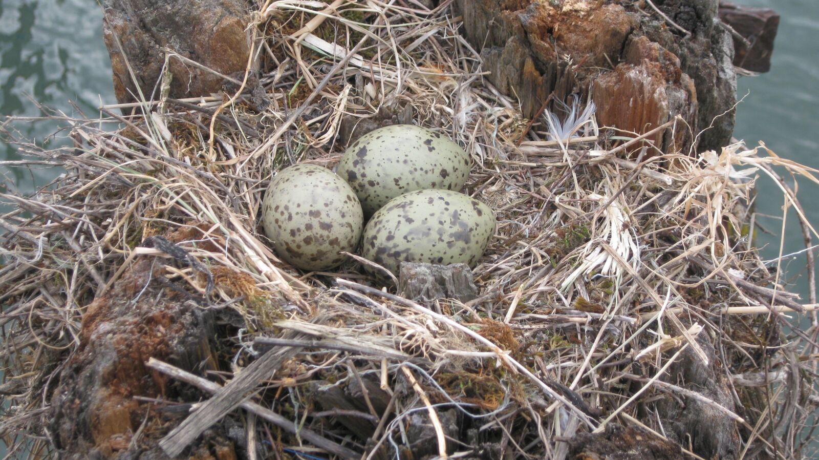 Canon PowerShot A1000 IS sample photo. Eggs, bird's nest, seagulls photography