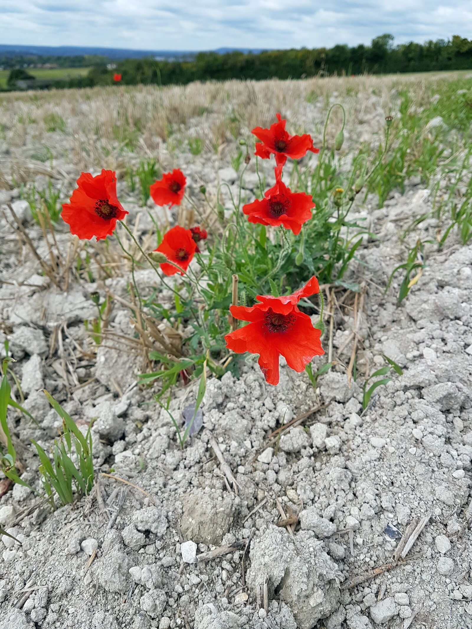 Samsung Galaxy S7 sample photo. Poppy, poppies, sky photography