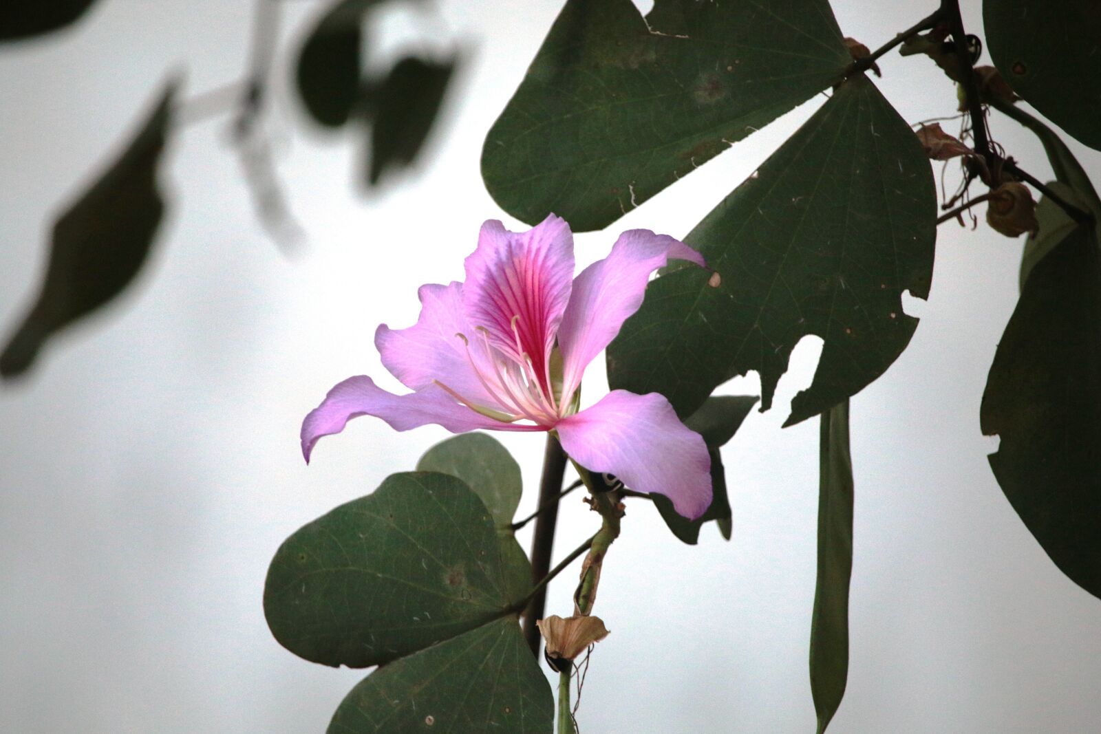 Canon EF-S 55-250mm F4-5.6 IS STM sample photo. Flower, violet flower, violet photography