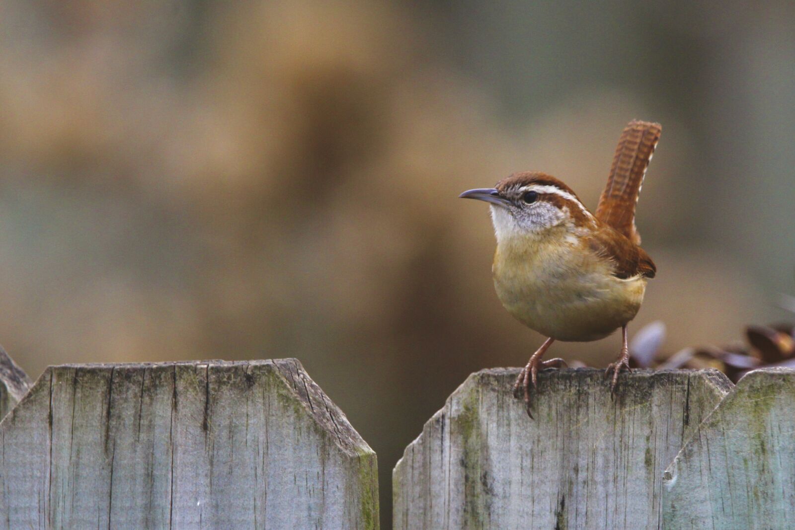 Sigma 150-600mm F5-6.3 DG OS HSM | C sample photo. Carolina wren photography