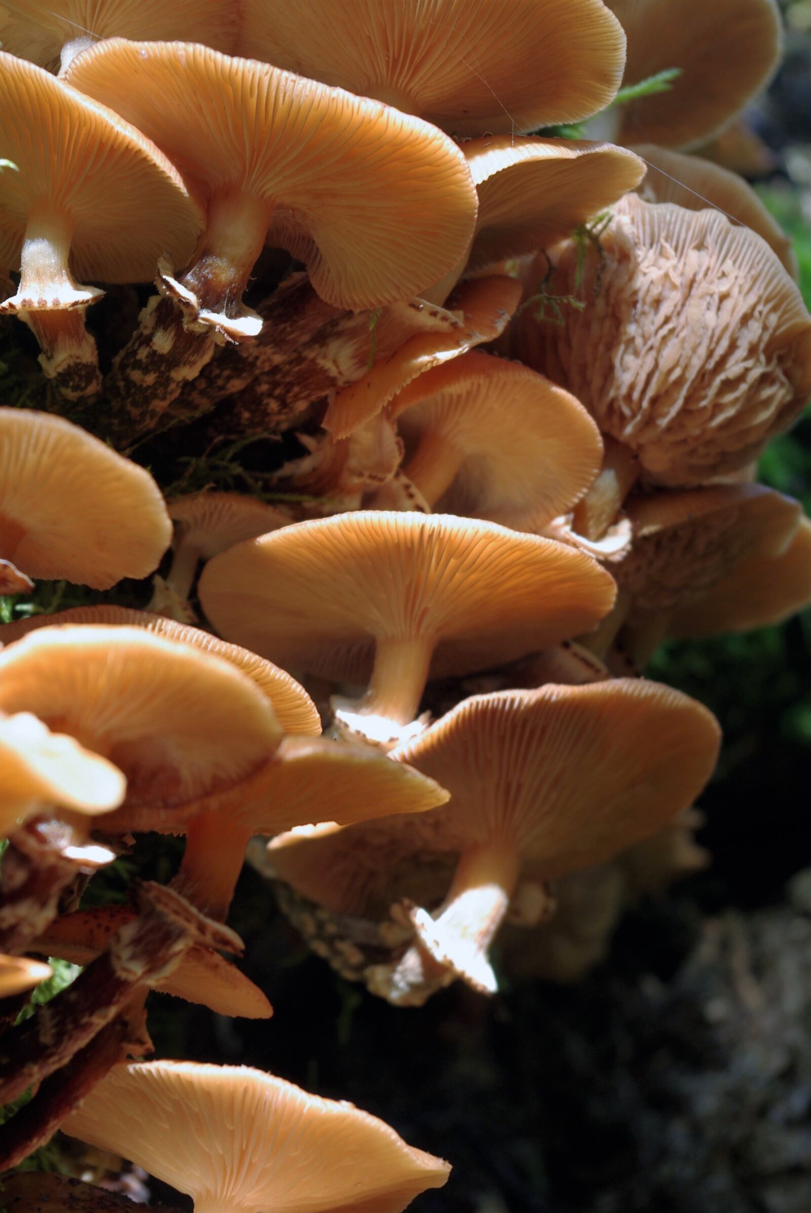 Pentax K-m (K2000) sample photo. Mushrooms, forest, toxic photography
