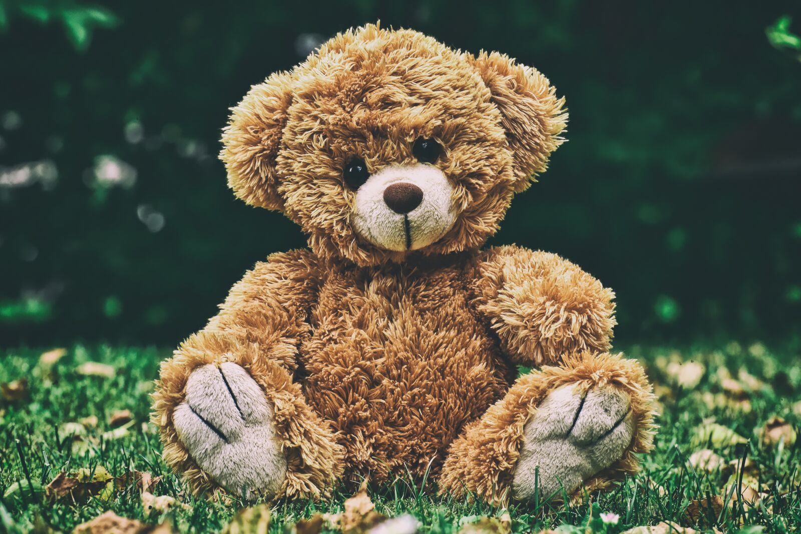 Nikon D7200 sample photo. Teddy, cute, soft toy photography
