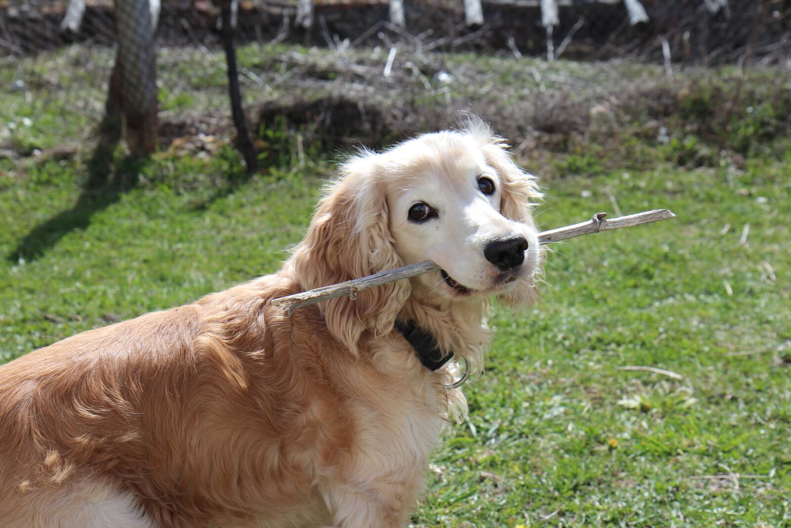 Canon EOS 600D (Rebel EOS T3i / EOS Kiss X5) sample photo. Ravnogor, dog, mountain photography