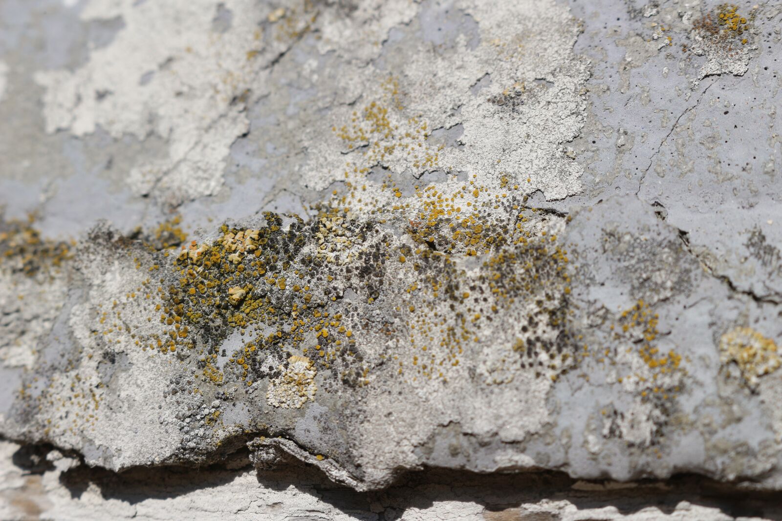 Canon EOS 100D (EOS Rebel SL1 / EOS Kiss X7) sample photo. Weave, wall, old photography