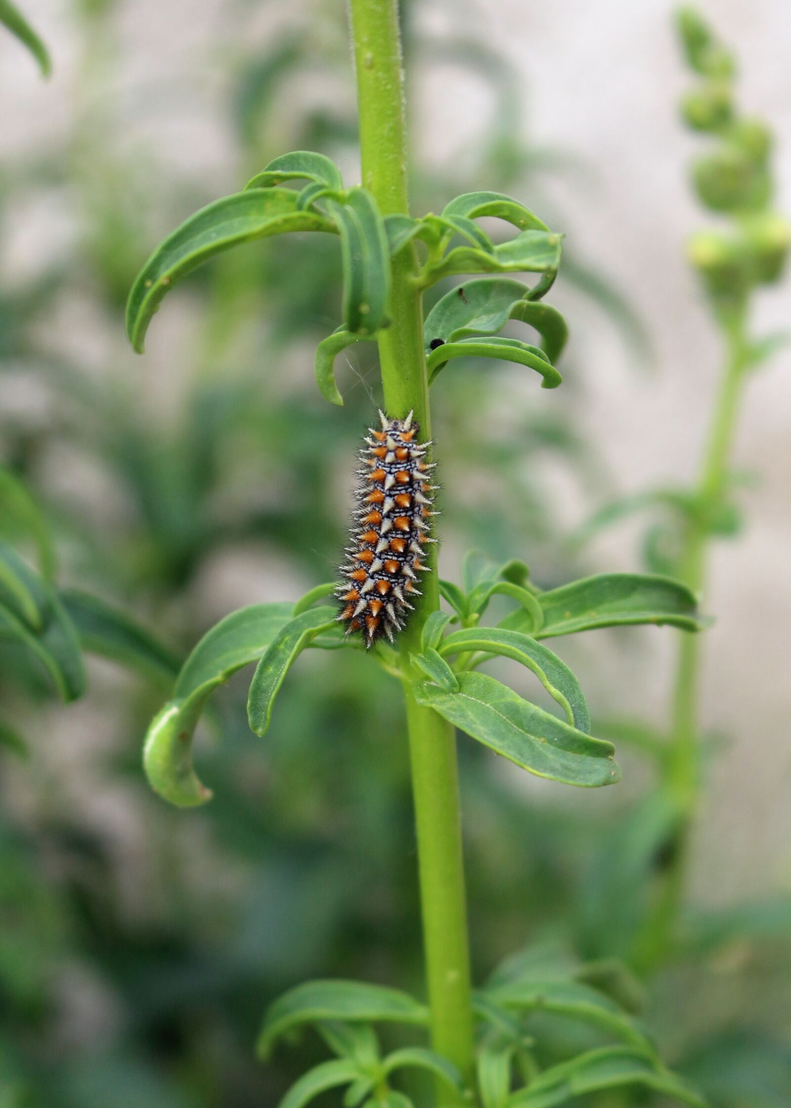 Canon EOS 700D (EOS Rebel T5i / EOS Kiss X7i) sample photo. Nature, green, snapdragon photography