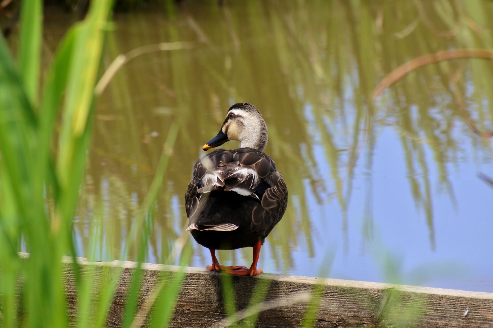 VR 70-300mm f/4.5-6.3G sample photo. Animal, pond, waterweed photography