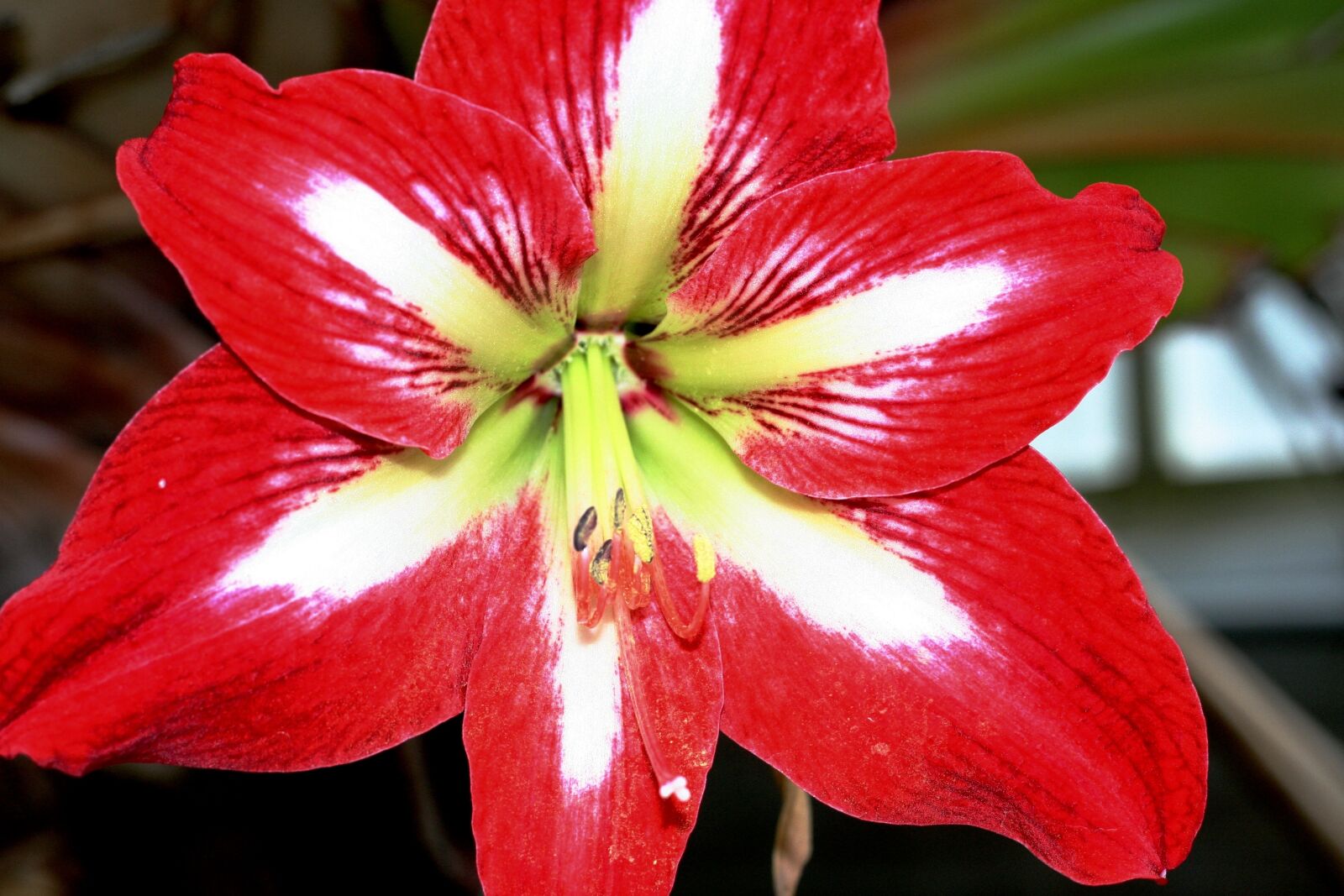 Canon EOS 350D (EOS Digital Rebel XT / EOS Kiss Digital N) sample photo. Red flower, lilly, blossom photography