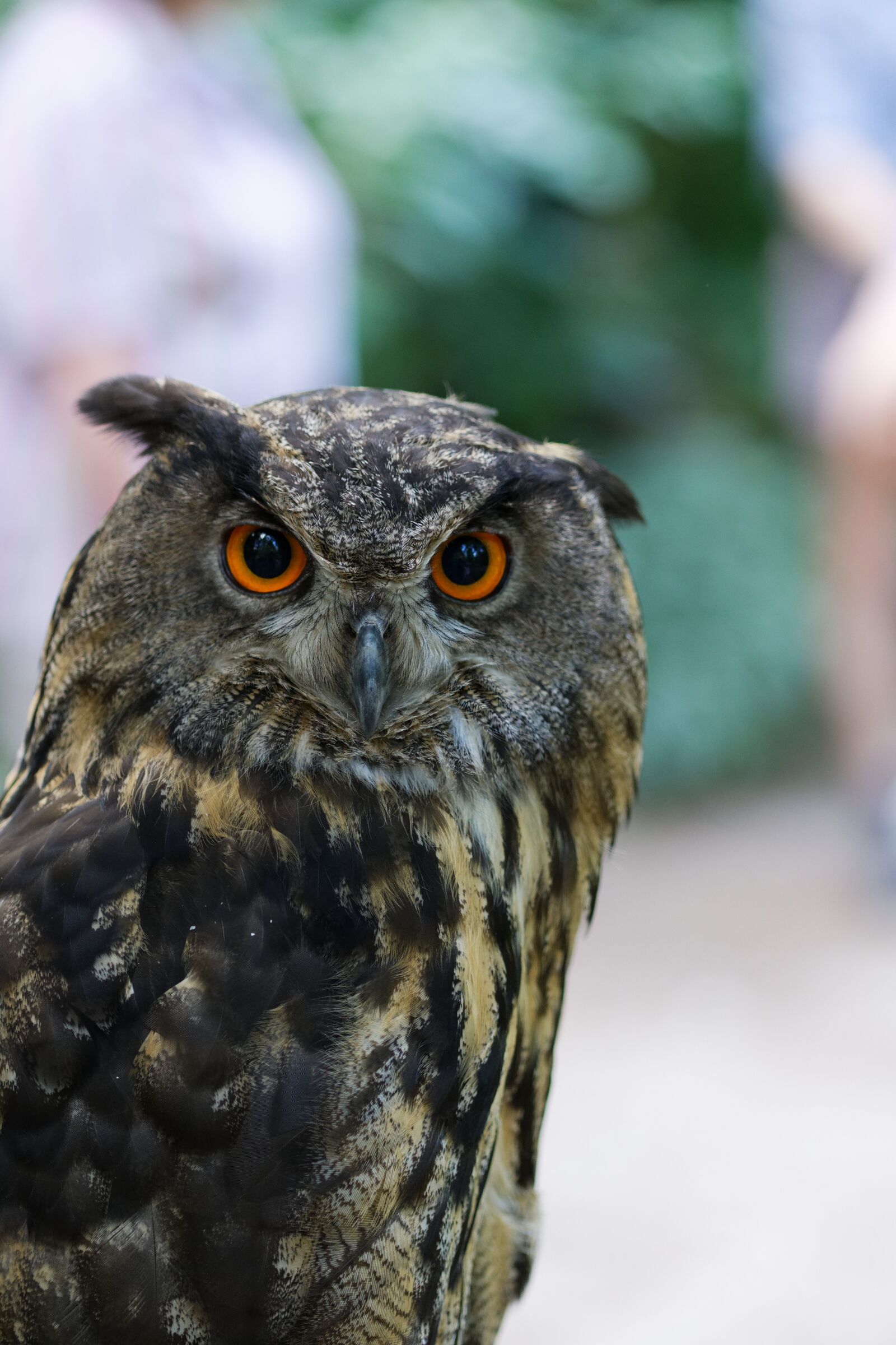 Nikon D500 sample photo. Bird, owl, nature photography