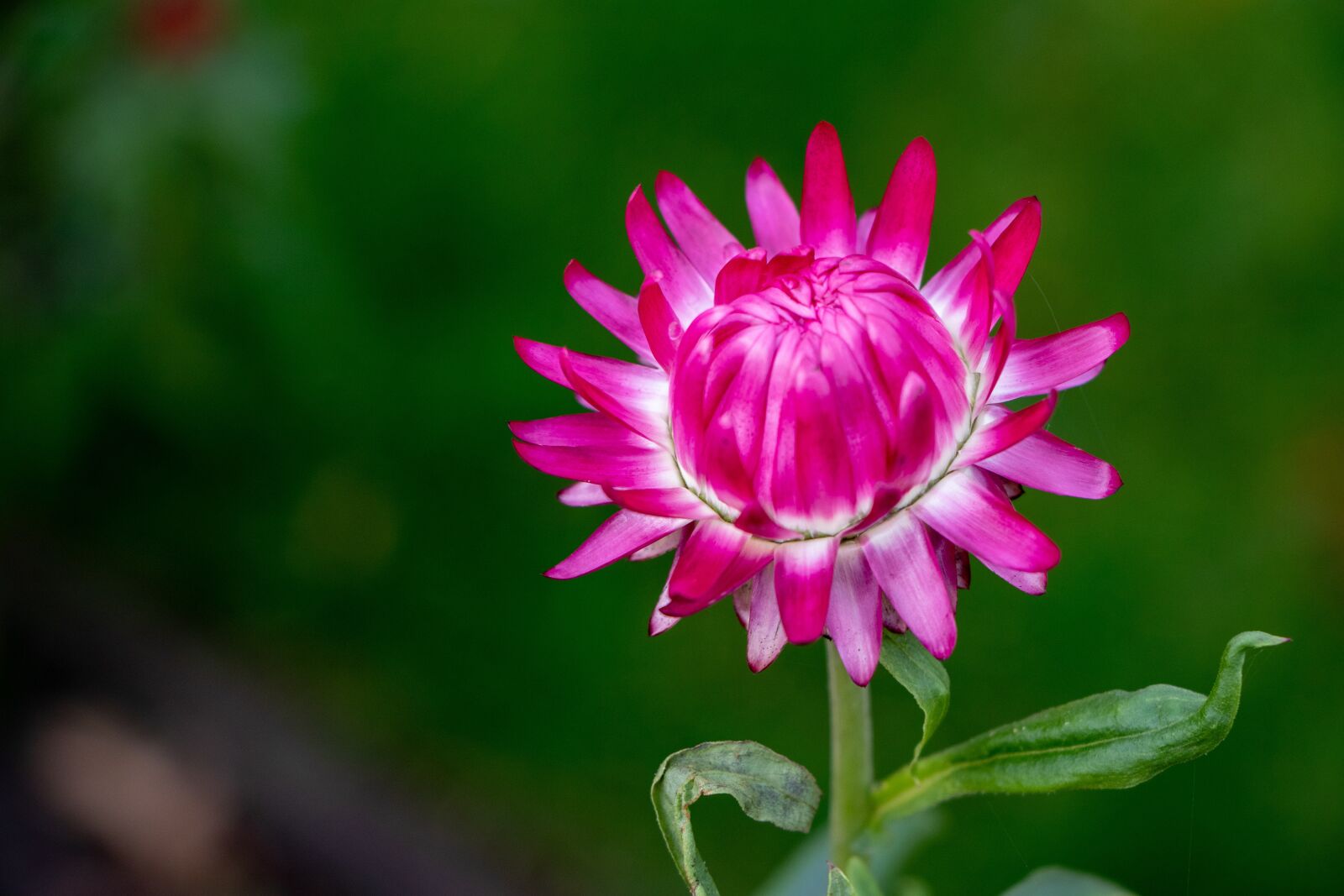 Canon EOS 77D (EOS 9000D / EOS 770D) sample photo. Flower, autumn, garden photography