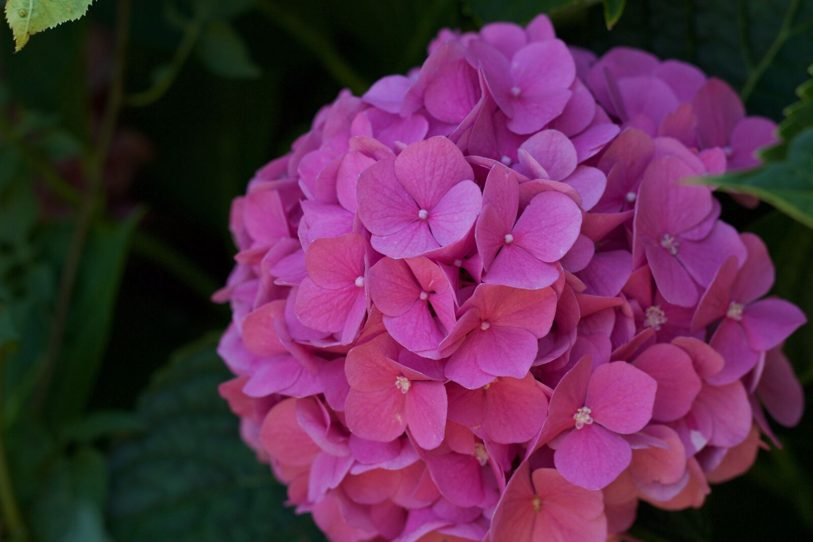 Canon EOS 600D (Rebel EOS T3i / EOS Kiss X5) + Canon EF 50mm F1.8 II sample photo. Flower, nature, hydrangea photography