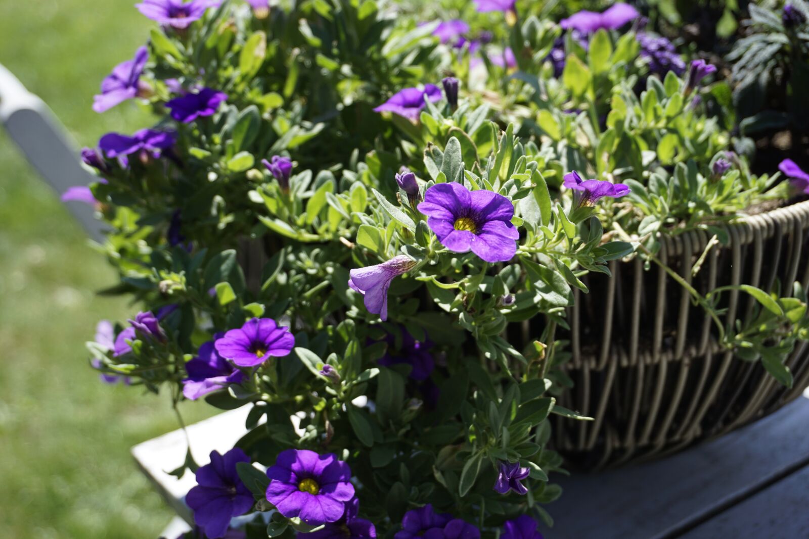 Sony a6000 sample photo. Petunia, purple, nature photography