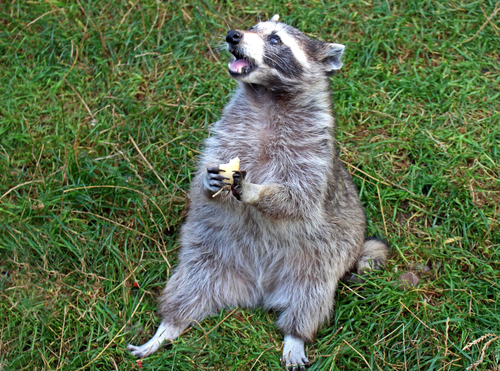 Canon EOS 700D (EOS Rebel T5i / EOS Kiss X7i) sample photo. Racoon, grass, nature photography