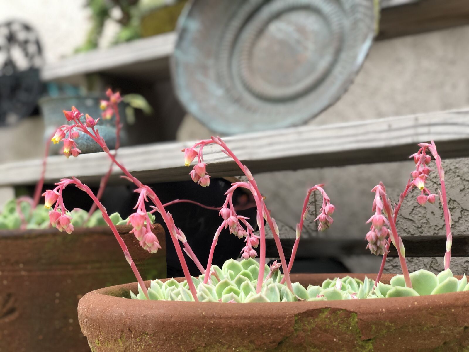 iPhone X back dual camera 6mm f/2.4 sample photo. Pot, plant, flower photography