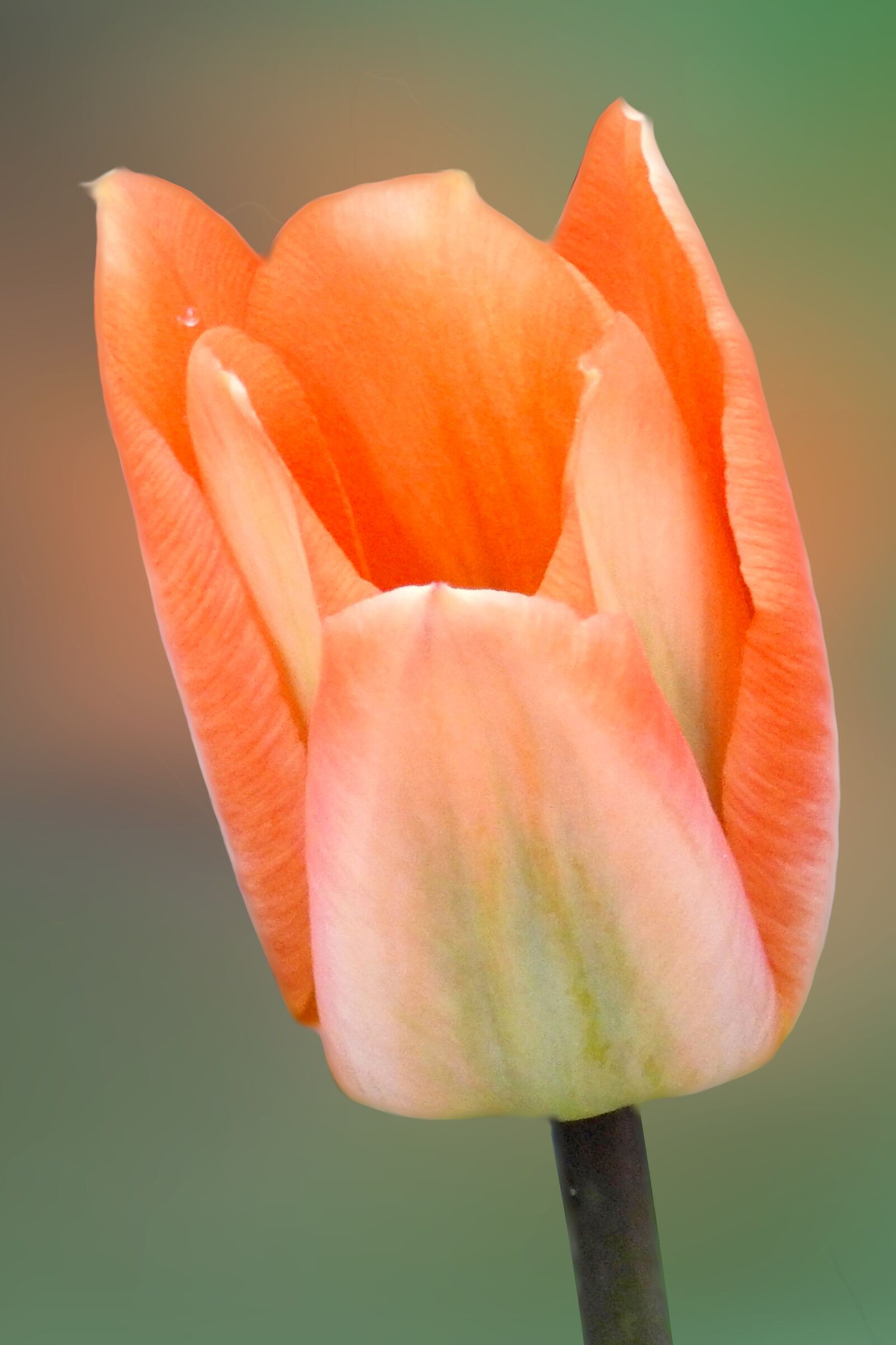 Nikon Coolpix P900 sample photo. Flower, nature, tulip photography